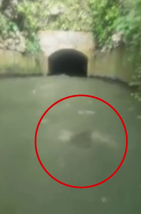  Is this a mermaid chasing a boat of tourists? Experts have been left baffled as to what it could be